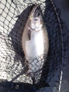 Traverse City Coho Salmon fishing charters~ Traverse City, Mi Storm Hawk Sport Fishing