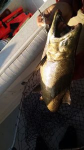 Fall Salmon Fishing Charters Traverse City Mi 