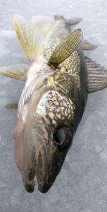 Guided Ice Fishing Michigan Walleye 