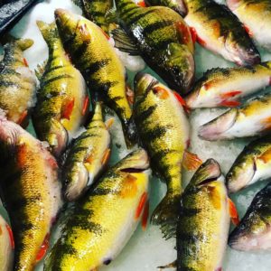 Northern Michigan guided perch charters 