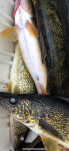 Walleye Fishing Traverse City