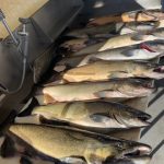 King salmon caught during a successful Lake Michigan fishing charter near Traverse City