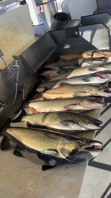 King salmon caught during a successful Lake Michigan fishing charter near Traverse City